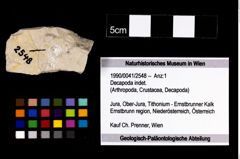 Foto (Objekt + Etikett) von Decapoda indet.  (NHMW-GEO-1990-0041-2548)